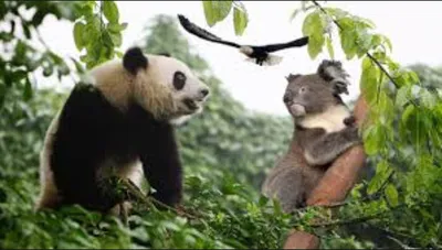 Hey! The eagle photobombed us! Oh well... 😝🐨🐼 | Koala bear, Panda, Koala
