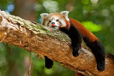 Маленькая, красная панда ,рыжая ,с …» — создано в Шедевруме