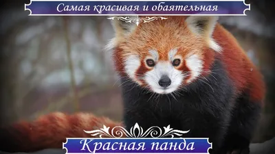 Панда рыжая :: Мария Самохина – Социальная сеть ФотоКто