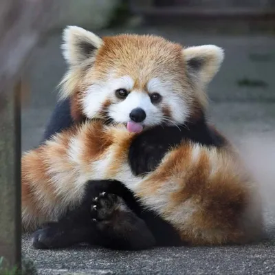 Онлайн пазл «Рыжая панда»