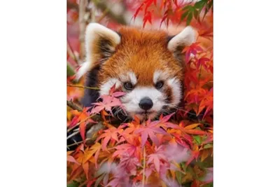 Оранжевый Мир - Настроение: Рыжая панда 🤣🤣🤣 | Facebook