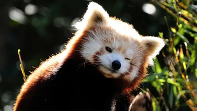 Панда? Да, только красная. О рыжей панде красивом, милом и веселом хищнике  гималайских лесов - YouTube