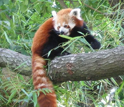 В Северной Ирландии редкая рыжая панда сбежала из зоопарка и переполошила  целый город — Курьезы