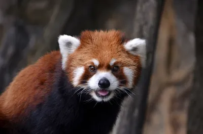 Рыжая панда: фото зверя. Описание рыжей панды