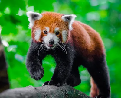 Животное рыжая панда - 71 фото