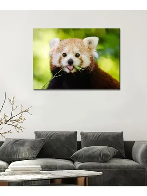 Рыжая панда обои, фото, картинки