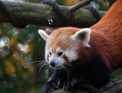 Красные панды в восточных Гималаях и на юго-западе Китае могут быть  представителями двух отдельных видов - исследование_Russian.news.cn