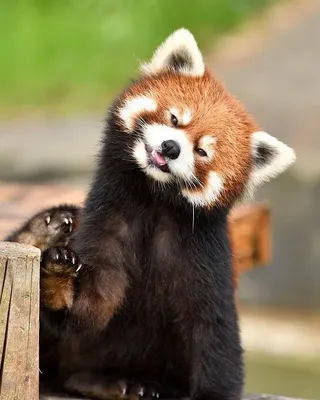 Картина на холсте с подрамником ХитАрт Красная панда; рыжая панда 8 60x80 -  купить по низкой цене в интернет-магазине OZON (686929944)