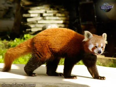 Рыжая панда :: Мария Самохина – Социальная сеть ФотоКто