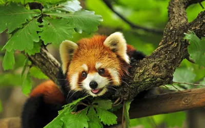 Маленькая рыжая панда, играет с …» — создано в Шедевруме