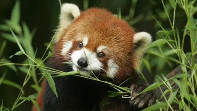 Животное рыжая Панда - красивые фото