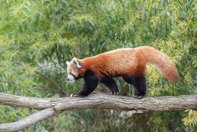 Красная панда картинки - 61 фото