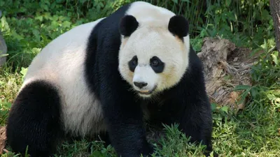 150 лет со дня научного открытия панд. Все, что вы хотели знать о  черно-белом символе Китая