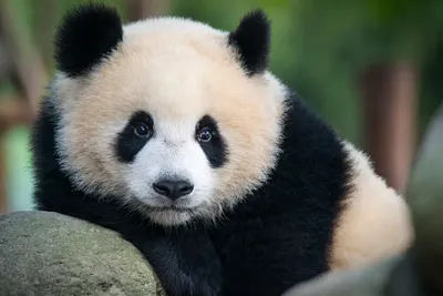 Большая панда: сообщение, доклад, презентация для школы - Животное панда:  энциклопедия, все про панду!