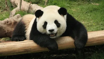 Китай исключил панд из списка вымирающих животных | bobruisk.ru