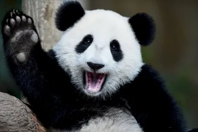 Бесплатное изображение: панда, дикой природы, животных, деревьев, милый