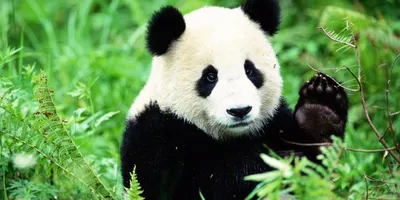 Панда из китайского зоопарка стала звездой соцсетей