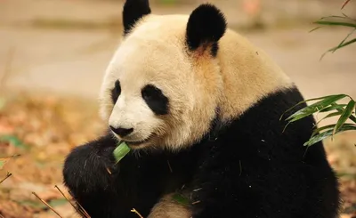 Редкие животные Китая | Сафари парк «Тайган» в Белогорске, Крым