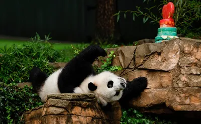 Большую панду исключили из списка вымирающих животных - Афиша Daily