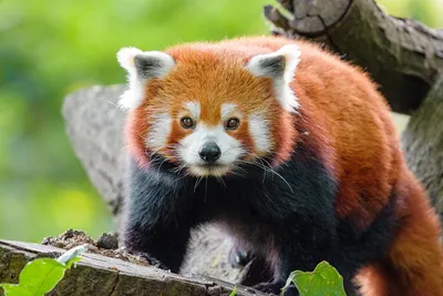 Красная панда: единственное животное с пушистым хвостом» — создано в  Шедевруме