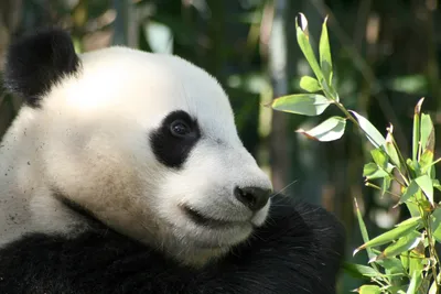 Скачать 1920x1080 панда, животное, дикая природа обои, картинки full hd,  hdtv, fhd, 1080p