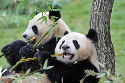 Большая панда, символизирующая воссоединение с Китаем, умерла в тайваньском  зоопарке