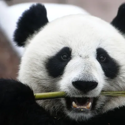 Большая панда: как выжил медведь, который противоречит всем законам