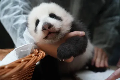 Панда: уникальное животное из Китая» — создано в Шедевруме