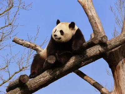 Панда-дипломатия: что это такое и как Китай использует медведей во внешней  политике: Звери: Из жизни: Lenta.ru