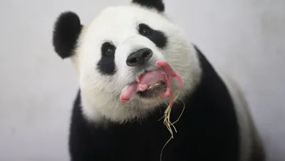 Панда - Учим животных. Рассказ и видео про панду. - YouTube