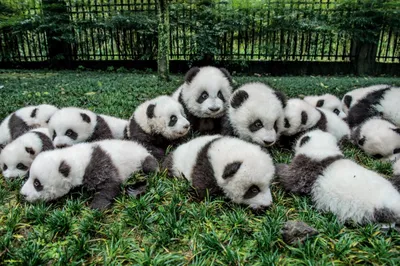 Нейросеть показала «Кунг-фу панду» с настоящими животными: 15 кадров -  Лайфхакер
