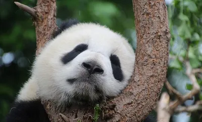 В США из зоопарков могут исчезнуть панды - ZN.ua