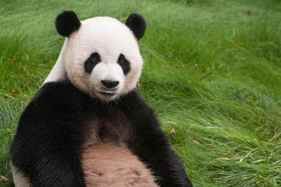 Большие панды исключены из списка вымирающих видов животных - 05.09.2016,  Sputnik Кыргызстан