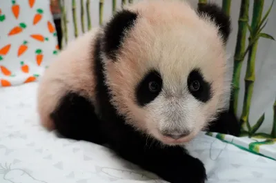 Зачем пандам нужна такая необычная расцветка? | Пикабу