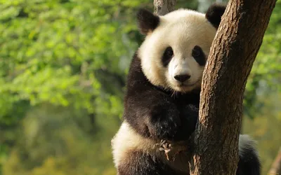 Панда в природе | Премиум Фото