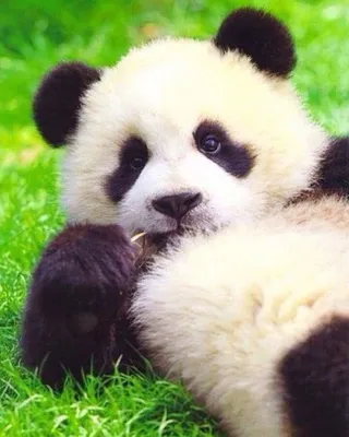 Криповый смешной панда, улыбается, …» — создано в Шедевруме