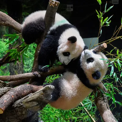Смешное представление гигантской панды Стоковое Изображение - изображение  насчитывающей гигантско, млекопитающее: 119605177