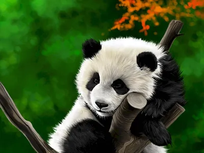 Панда подкатегория