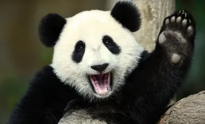 Самые смешные падения маленьких панд (видео) - Животное панда:  энциклопедия, все про панду!