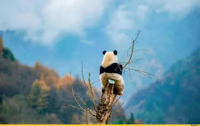 смешные домашние пластиковые панды в стилизованных джунглях Стоковое Фото -  изображение насчитывающей конструкция, гловально: 245065998