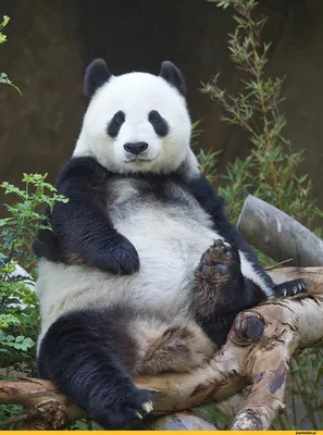 Почему панды рождаются только в августе? И почему едят только бамбук? | КАА  | Дзен