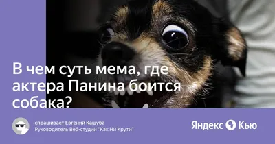 Собачка улыбается»: Алексей Панин весело провел время в компании качка и  пса - Экспресс газета