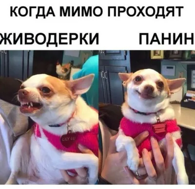 Панин и собака — Библиотека мемов