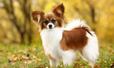 Картинка щенков Папильон собака животное