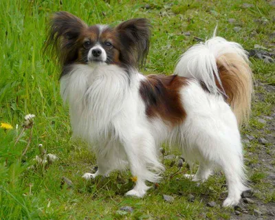 Красивая порода собак папийон изолирована на прозрачном фоне | Премиум PSD  Файл