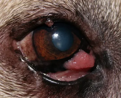 Опухоль века у собак и кошек: симптомы, лечение