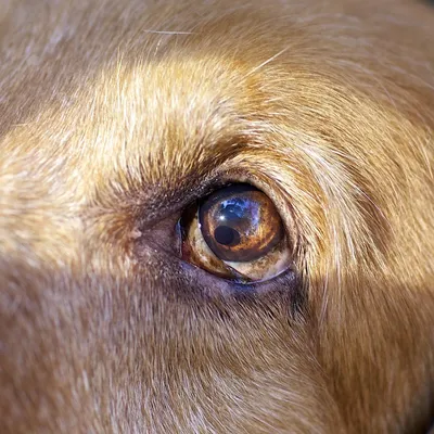 Блефарит у собак: симптомы и лечение - ветеринарная офтальмология Реком