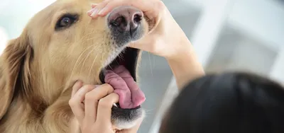 Сверхострый аллергический отек морды у собаки.