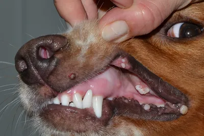 Папилломатоз у собак фото 