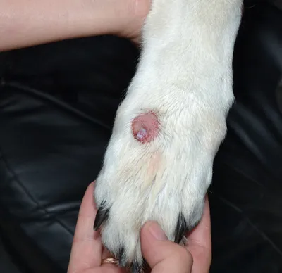 Опухоли ротовой полости у собак и кошек: лечение, диагностика, фото